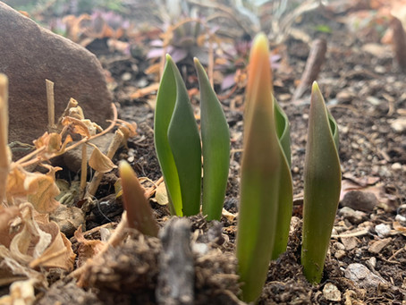 Spring is coming!