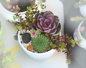 succulent pot 1.png